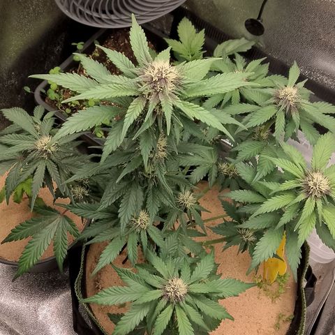 Banana Joeanna growlog timeline photo