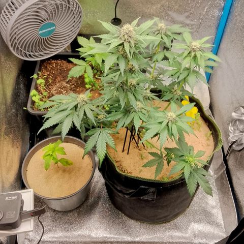 Banana Joeanna growlog timeline photo