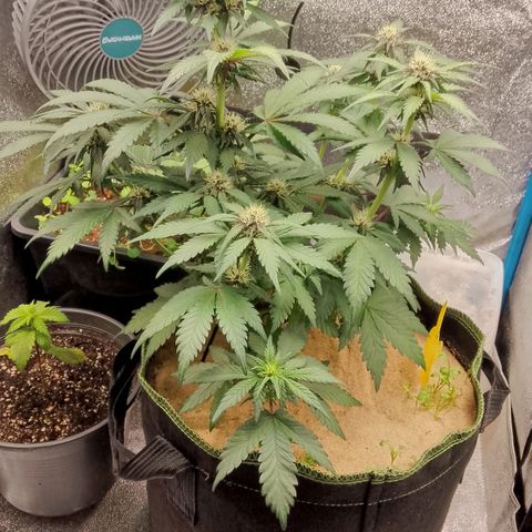 Banana Joeanna growlog timeline photo