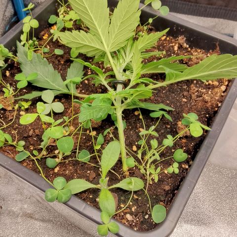 Orange Apricot Glue XL Auto growlog timeline photo