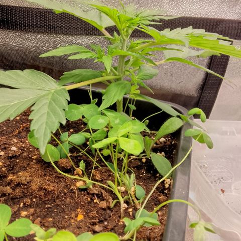 Orange Apricot Glue XL Auto growlog timeline photo