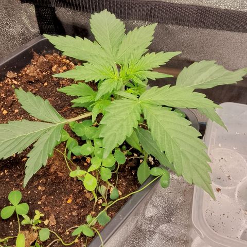 Orange Apricot Glue XL Auto growlog timeline photo