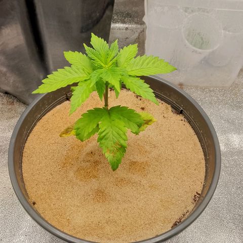 Doobies Pie growlog timeline photo