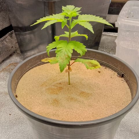 Doobies Pie growlog timeline photo