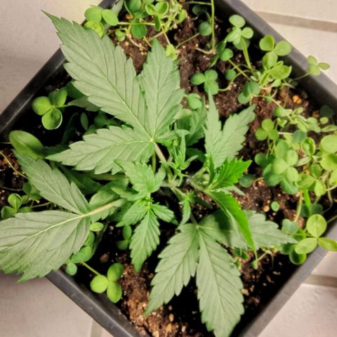 Orange Apricot Glue XL Auto growlog timeline photo