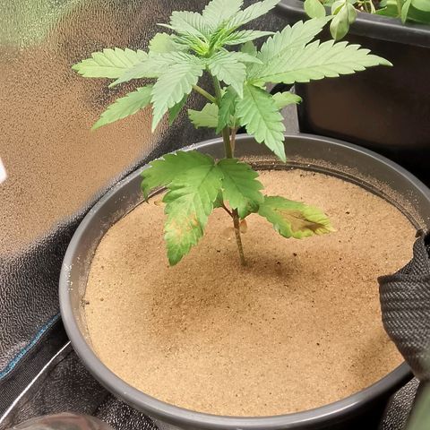 Doobies Pie growlog timeline photo