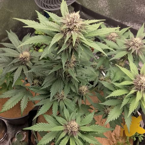 Banana Joeanna growlog timeline photo