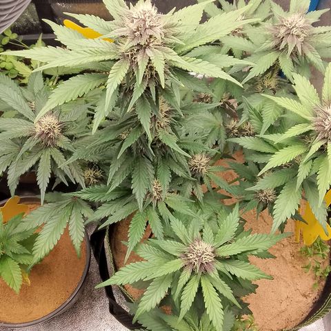 Banana Joeanna growlog timeline photo