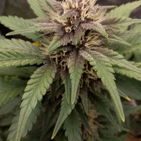 Banana Joeanna growlog timeline photo