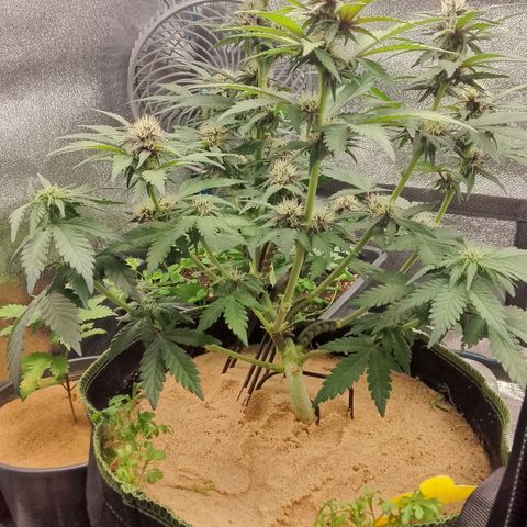 Banana Joeanna growlog timeline photo