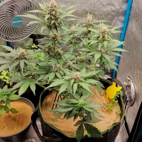Banana Joeanna growlog timeline photo