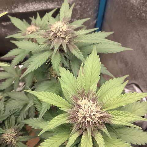 Banana Joeanna growlog timeline photo