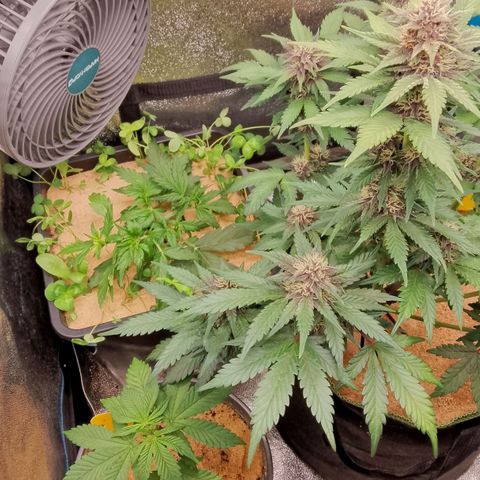 Orange Apricot Glue XL Auto growlog timeline photo