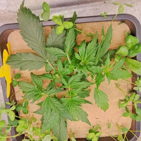 Orange Apricot Glue XL Auto growlog timeline photo