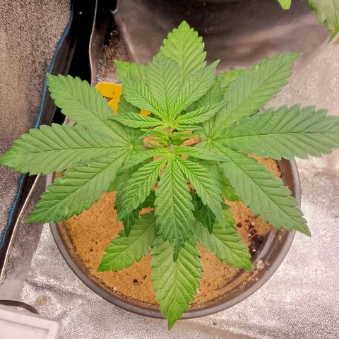 Doobies Pie growlog timeline photo