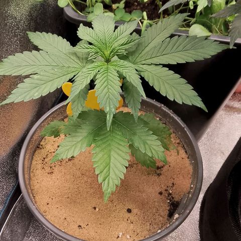 Doobies Pie growlog timeline photo