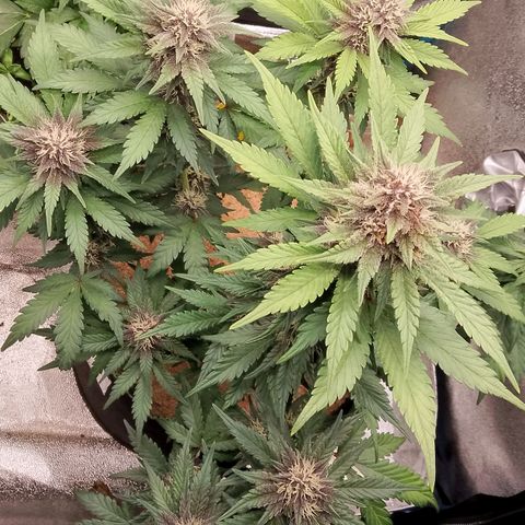 Banana Joeanna growlog timeline photo