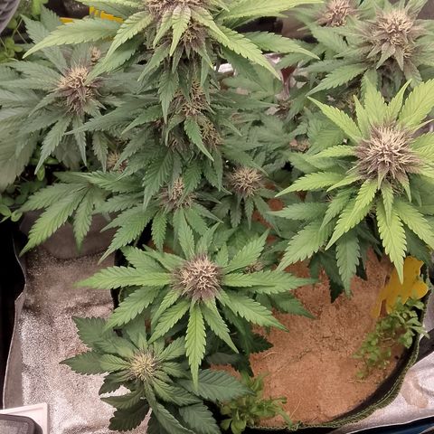 Banana Joeanna growlog timeline photo