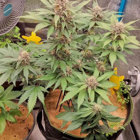 Banana Joeanna growlog timeline photo