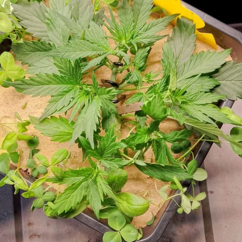 Orange Apricot Glue XL Auto growlog timeline photo