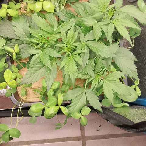 Orange Apricot Glue XL Auto growlog timeline photo