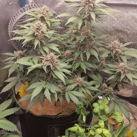 Banana Joeanna growlog timeline photo