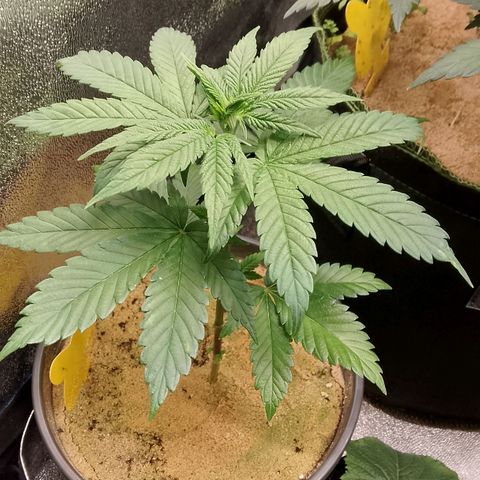 Doobies Pie growlog timeline photo