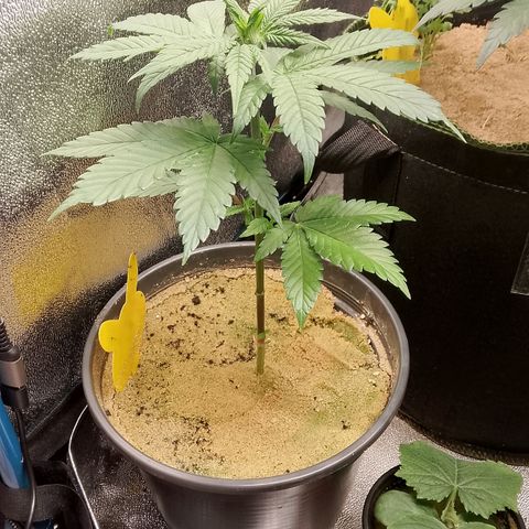 Doobies Pie growlog timeline photo