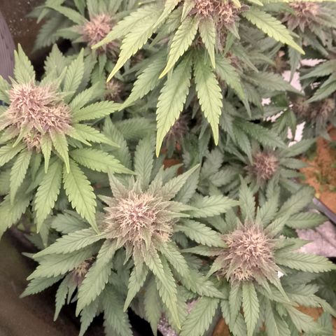 Banana Joeanna growlog timeline photo