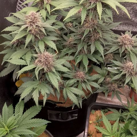 Banana Joeanna growlog timeline photo