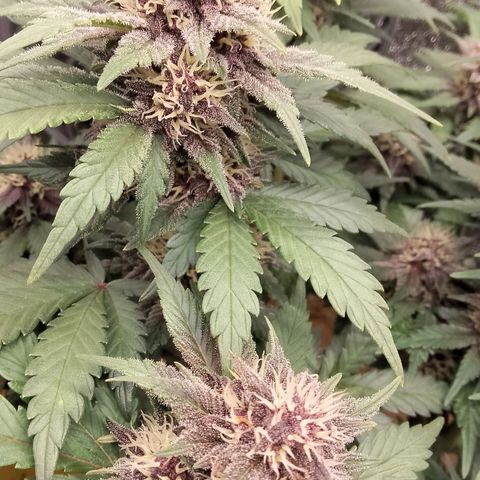 Banana Joeanna growlog timeline photo