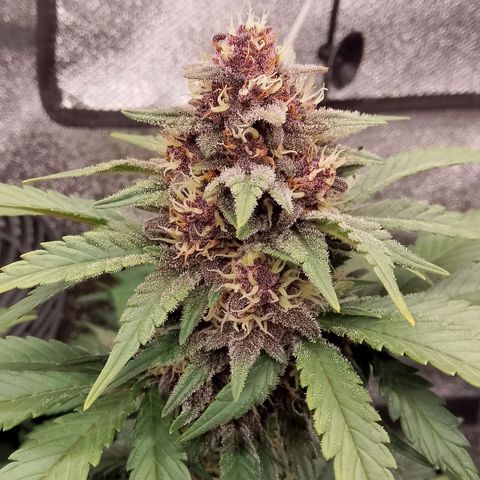 Banana Joeanna growlog timeline photo