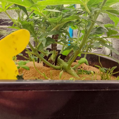 Orange Apricot Glue XL Auto growlog timeline photo