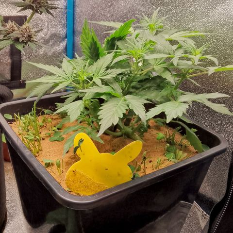 Orange Apricot Glue XL Auto growlog timeline photo