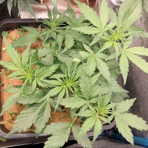 Orange Apricot Glue XL Auto growlog timeline photo