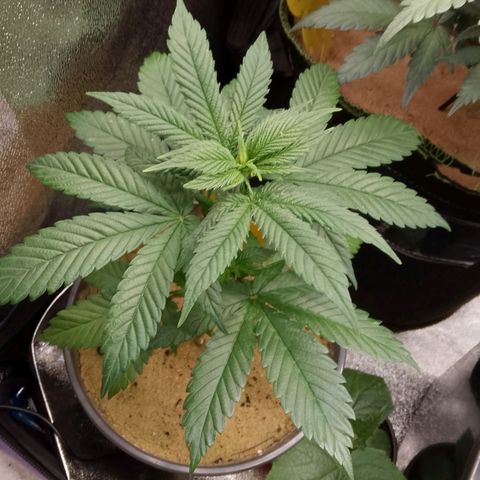 Doobies Pie growlog timeline photo
