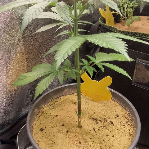 Doobies Pie growlog timeline photo