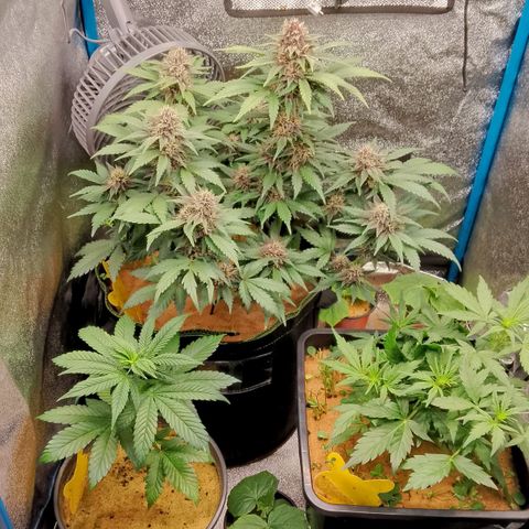 Doobies Pie growlog timeline photo