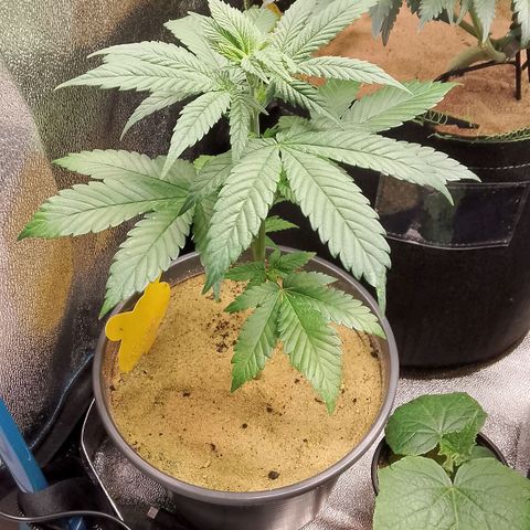 Doobies Pie growlog timeline photo