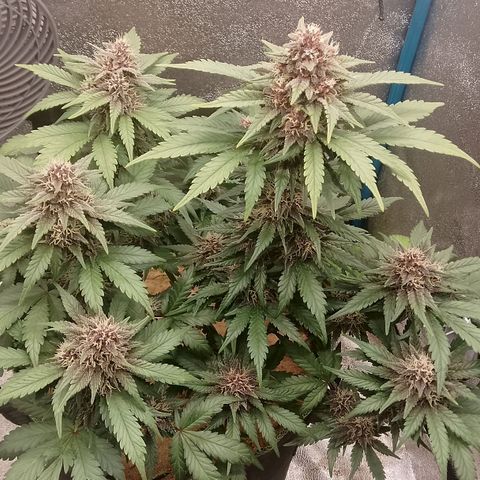 Banana Joeanna growlog timeline photo