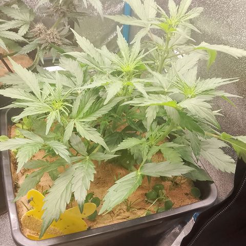 Orange Apricot Glue XL Auto growlog timeline photo