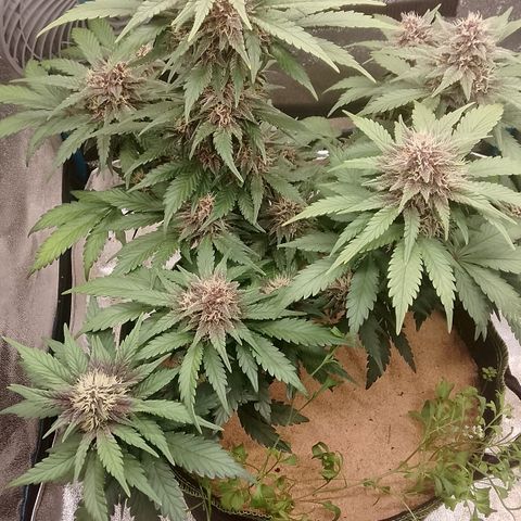 Banana Joeanna growlog timeline photo