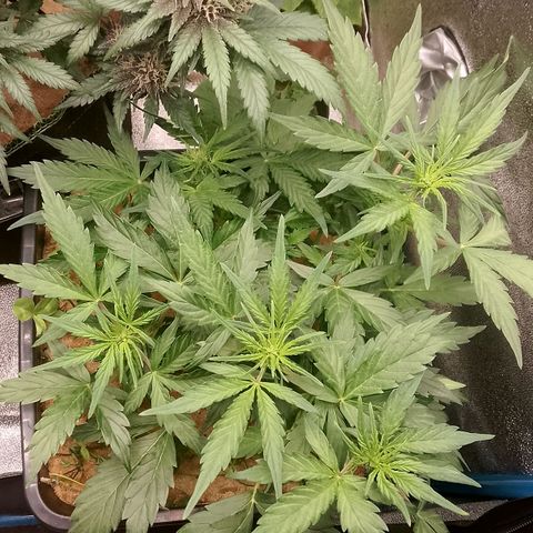 Orange Apricot Glue XL Auto growlog timeline photo