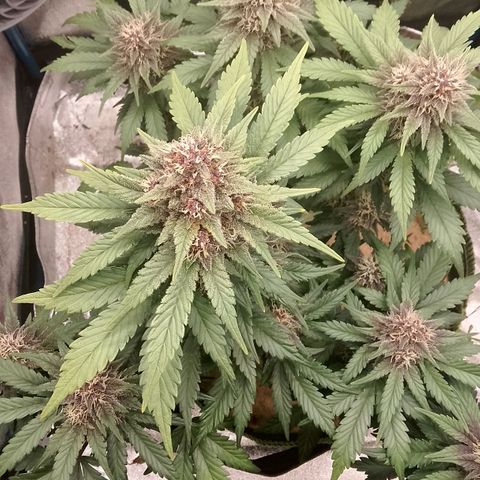 Banana Joeanna growlog timeline photo