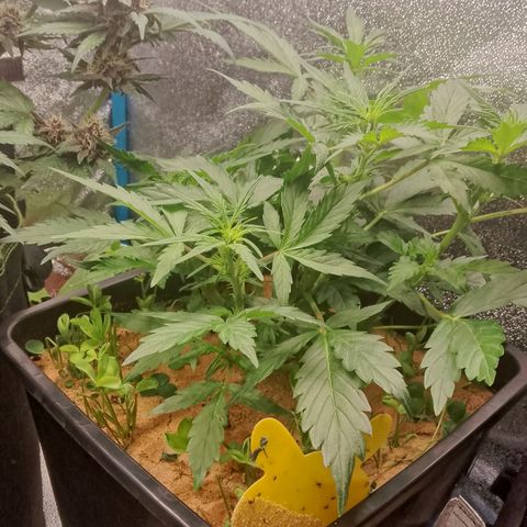 Orange Apricot Glue XL Auto growlog timeline photo