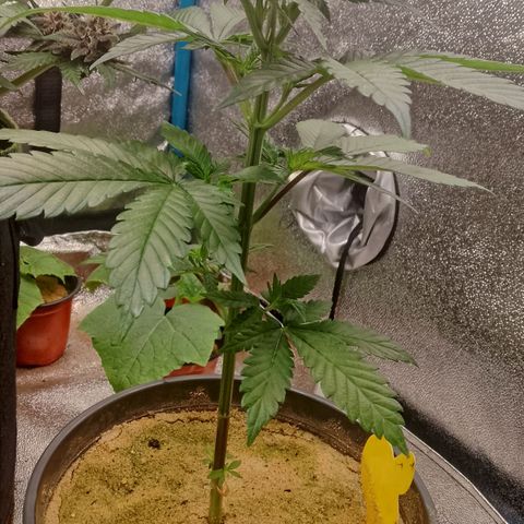 Doobies Pie growlog timeline photo