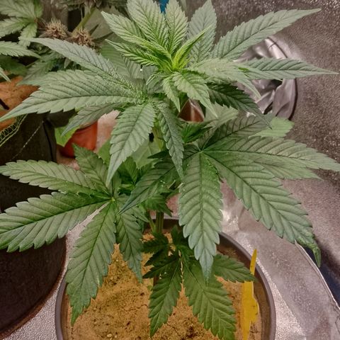 Doobies Pie growlog timeline photo