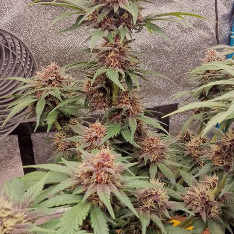 Banana Joeanna growlog timeline photo