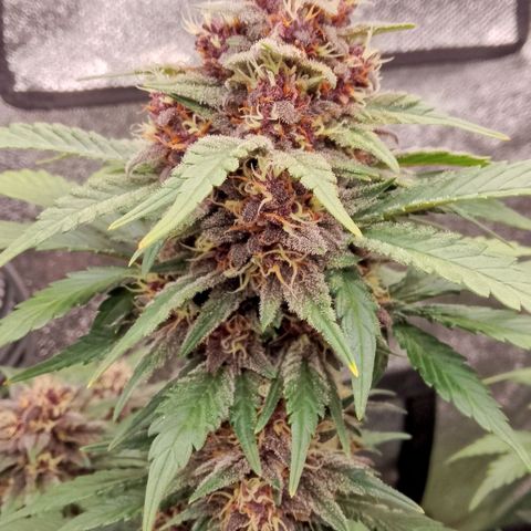 Banana Joeanna growlog timeline photo