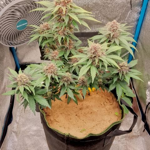 Banana Joeanna growlog timeline photo